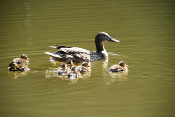 Mother duck swimming in calm pond with group of fluffy ducklings following closely, peaceful wildlife scene in nature concept of childhood