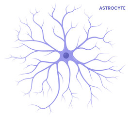 Vector illustration of an astrocyte, a type of glial cell in the brain, showcasing its supportive role in neural functions and connections.