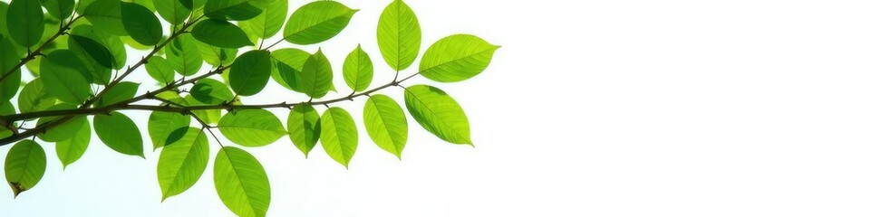 Leafy branches of a tree against a simple white background, highlighting leaf shapes and colors, greenery, natural