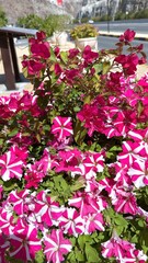 Pink bougainvillea and vibrant bicolour petunias create stunning floral display alongside bustling road, adding touch of natural beauty to urban environment