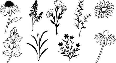 Fototapeta premium Black silhouette line icon set of medicinal herbs and botanical plant illustrations