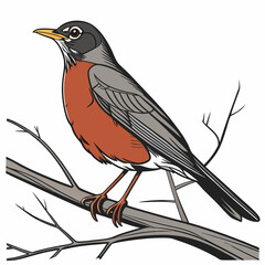The American Robin (Turdus migratorius) is a medium-sized songbird native to North America