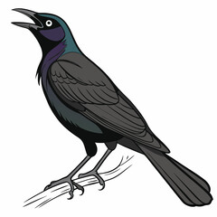 The Common Grackle (Quiscalus quiscula) is a large, iridescent blackbird native to North America. Recognizable by its long tail, yellow eyes, and glossy plumage, it thrives in urban and rural habitats