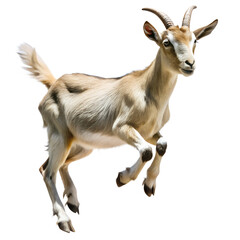Fototapeta premium Goat Jumping Isolated On White