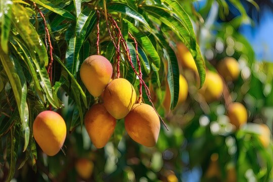 Juicy ripe mangoes hanging from the tree branch in the sunlight, ready to be harvested