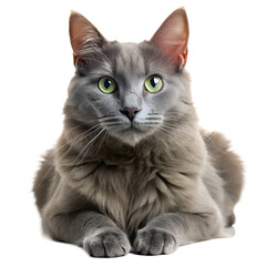 Obraz premium Gray Tabby Cat Stretching White Background