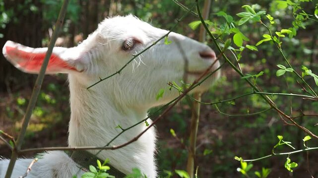 A white goat grazes in nature and eats