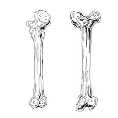 hand drawn vector illustration of human bones