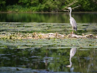 Heron on Lily Pad Lake