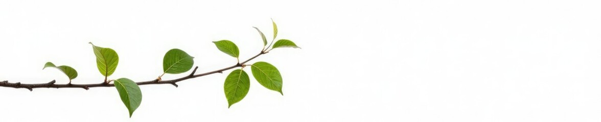 Naklejka premium An isolated branch with a few leaves and twigs on a white background, clean, simple, branches