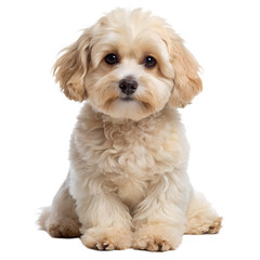 Obraz premium Miniature Schnauzer With A Collar White Background