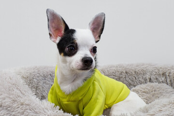 Chihuahua. A portrait of a funny, smiling puppy. A pet.