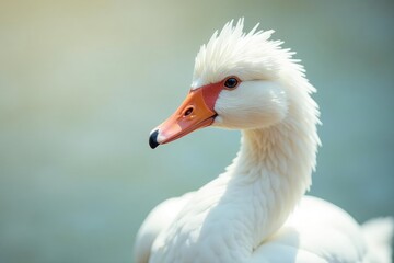 Close-up of pristine white feathers against a bright backdrop , clean, tranquility, still life