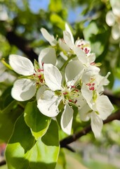 Fototapeta premium White Blossom Flowers on Apple Tree Branch in Spring. Delicate white blossoms in full bloom on a tree branch, surrounded by green leaves and lit by bright spring sunlight