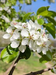 White spring blossoms on tree branch. Cluster of delicate white flowers blooming on a tree branch with green leaves, symbolizing the arrival of spring and renewal