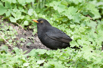 blackbird on the grass
