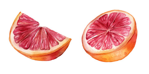 Set of slice and half grapefruit. Hand drawn watercolor illustration of orange red tropical citrus. Food on white isolated background. Drawing of citrus
