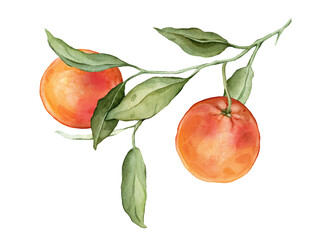 Grapefruit big Branch. Hand drawn watercolor illustration of orange red tropical citrus Food on white isolated background. Drawing of grapefruit tree with green leaves. Sketch of juicy for menu.