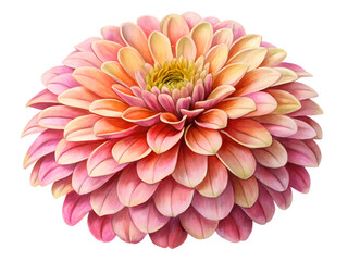 Fototapeta premium pink dahlia isolated on white background