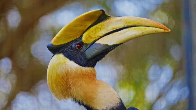 The great exotic hornbill, great Indian hornbill in green jungle. Closeup