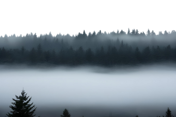 black foggy forest isolated on white or transparent png