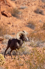 Obraz premium Desert Bighorn Sheep Ram in the Nevada Desert