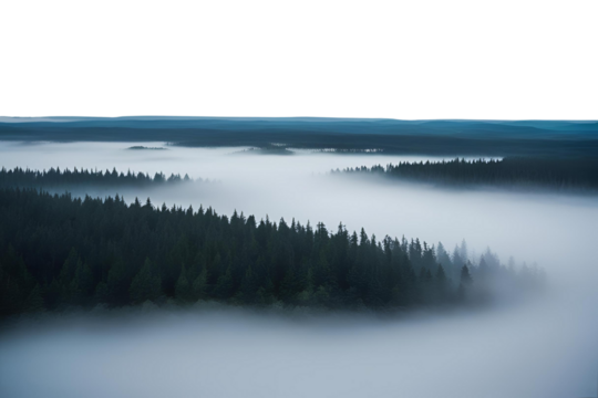 black foggy forest isolated on white or transparent png