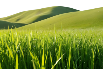 green grass forest with tree on hill panorama landscape isolated on white or transparent png