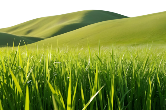 green grass forest with tree on hill panorama landscape isolated on white or transparent png