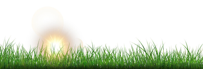 Obraz premium Grass, lawn, grass border isolated on transparent background, vector png. Realistic grass effect on a light background for your design. 