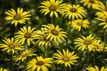 Flores