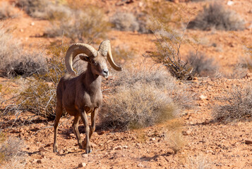 Obraz premium Desert Bighorn Sheep Ram in the Nevada Desert