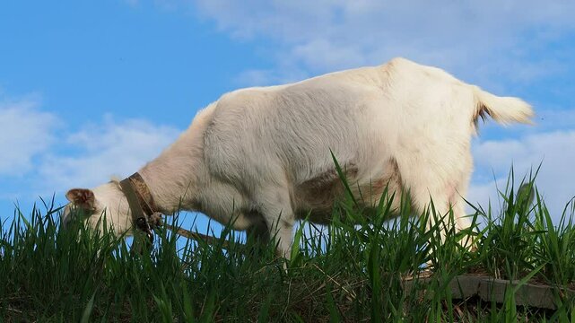 A white goat grazes in nature and eats