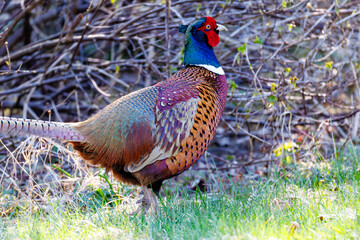 Male Pheasant