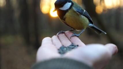 Small titmouse eating meal from arm of young girl against sunset at background. Little tomtit pecking food from a female hand at autumn. Woman feeding cute tit bird to sunflower seeds in forest