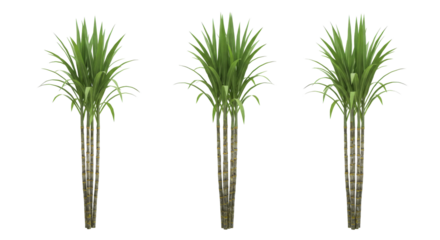 Sugar Cane's  With Green Leaves isolated on transparent background, PNG 