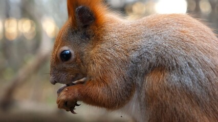 Close up of wild fluffy squirrel eating found walnuts at autumn park. Cute brown rodent gnawing nuts at forest. Pretty small sciurus chewing food outdoor. Concept of wildlife