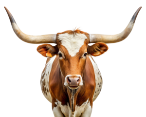 cow isolated on white