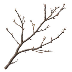 Fototapeta premium Branch growth stages natural environment plant anatomy close-up. Isolated on transparent background, png.