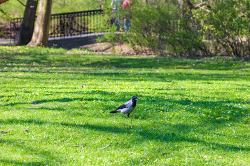 Solitary Black Bird Standing on Bright Green Spring Lawn in Park Setting with Trees