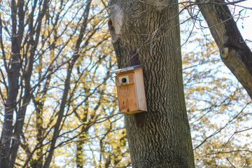 Wooden birdhouse mounted on a tree trunk in early spring forest with soft natural lighting