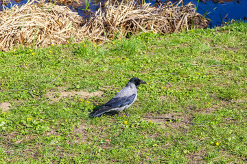 Alert Hooded Crow Foraging on Lush Green Spring Grass Near Remnants of Winter