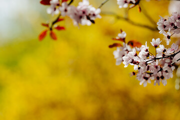 Ornamental cherry branches with golden forsythia background. Soft pink cherry blossoms contrasted against the vivid yellow forsythia background – a spring symphony of color and light in the open air.