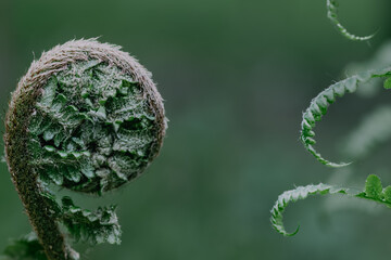 Detail of emerging fern fiddlehead in the forest. A series of macro shots of young ferns unfolding – spiral shapes, soft fuzz, and vibrant green in the natural light of the forest floor. © FunkyPiglet