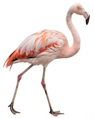 Obraz premium Chilean flamingo isolated on white background