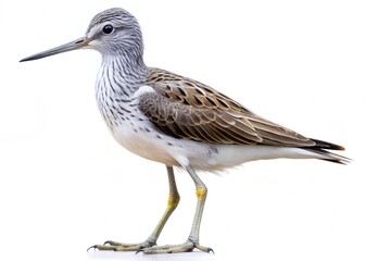 Obraz premium common greenshank isolated on white background