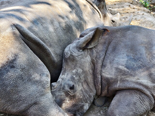 Baby white rhino and its mother resting. Baby rhino sleeping near his mother. Close-up.