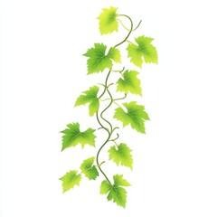 Isolated grape vine with bright green leaves on a clean white background art