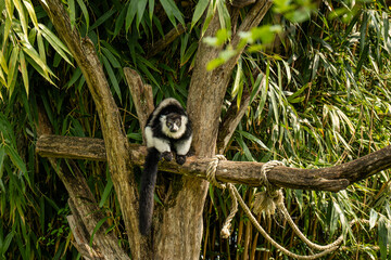 Black and white ruffed lemur resting on tree branch
