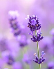 Fototapeta premium Close-up of vibrant lavender blossoms in full bloom
